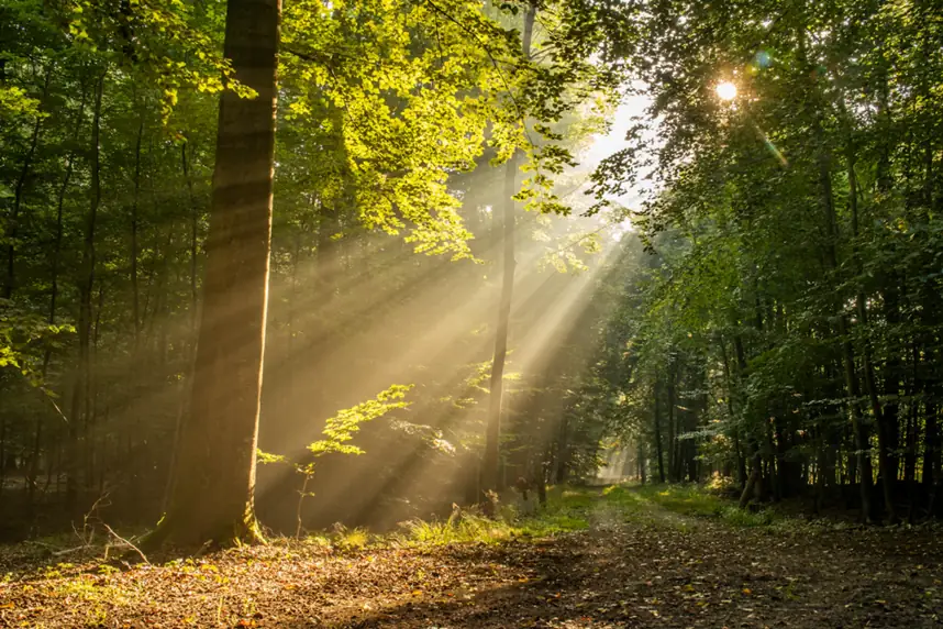 Sunlight passing through green woodland