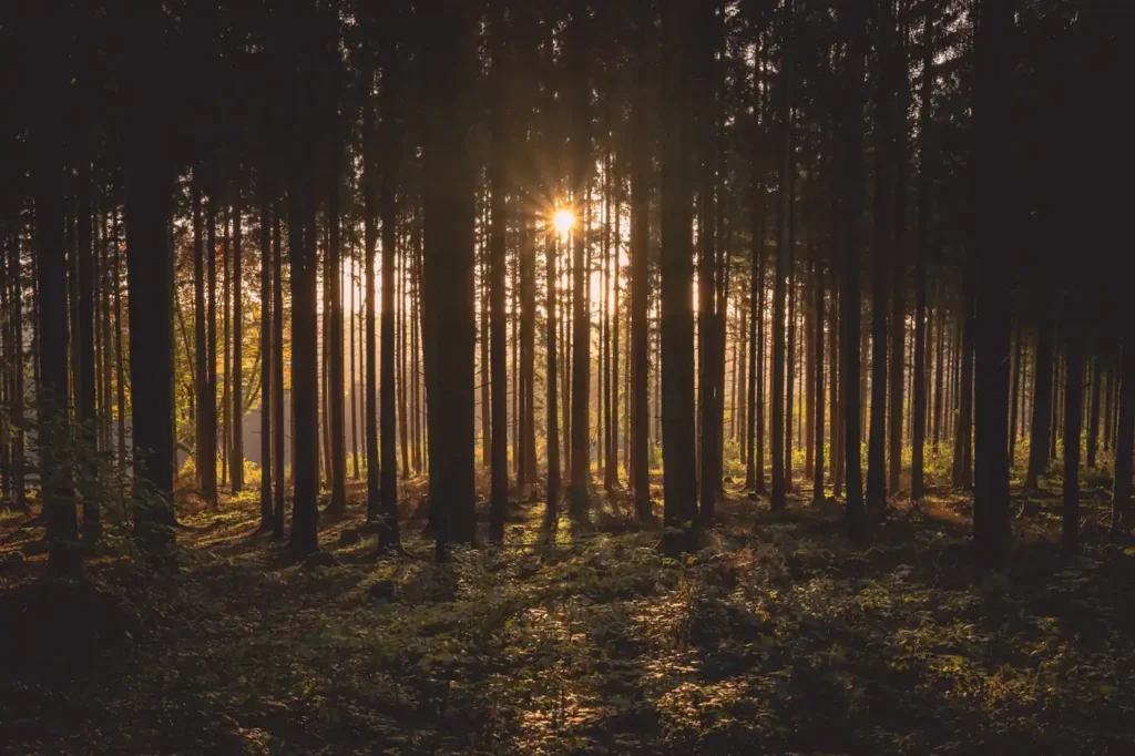 Warm evening light between tall forest trees