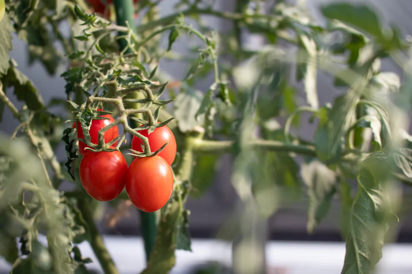 Tomatoes growing on a supported plant