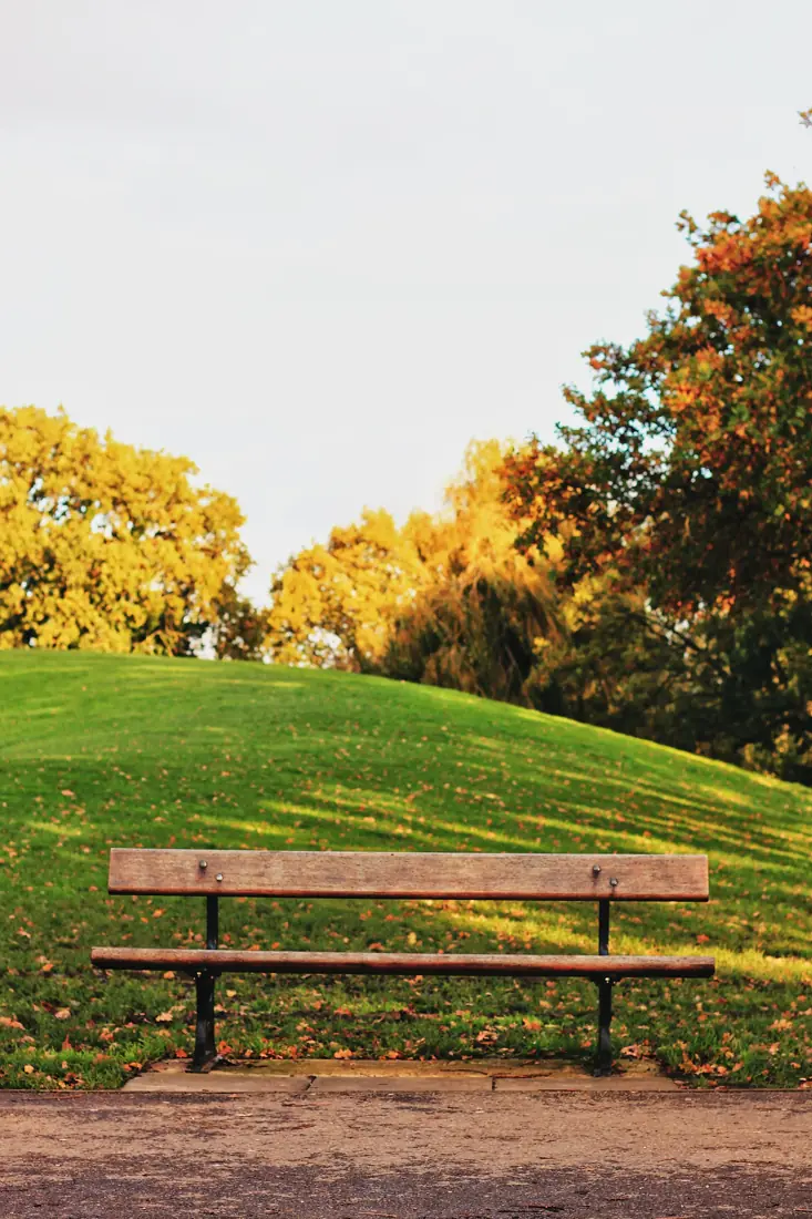 Bench overlooking a grassy park
