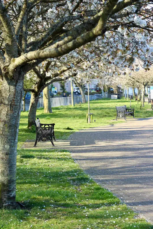Benches and a path beneath mature trees
