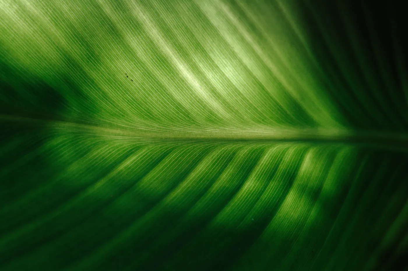 Close view of a green leaf and its veins