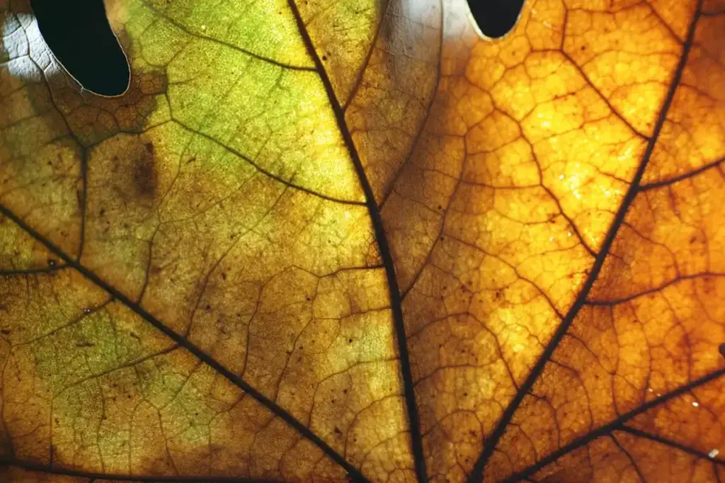 Light shining through the veins of a yellow leaf